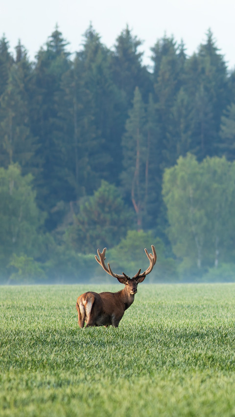 Group of red deers standing on field in morning mist preview