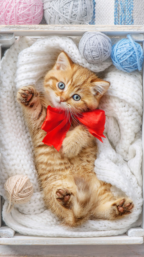 Lovely cat-02 preview