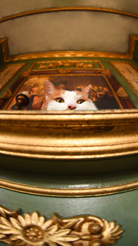 Why artists like keeping cats 27 preview