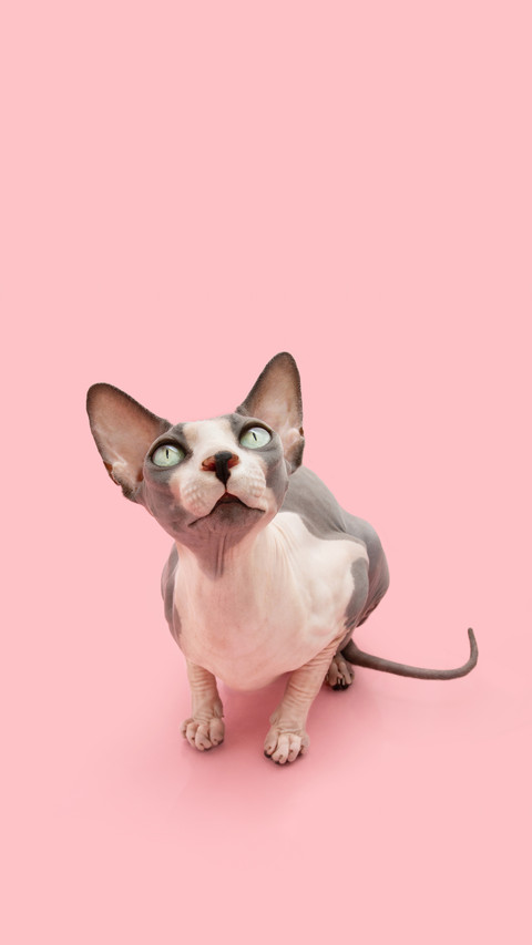 Tips for taking care of hairless cats preview