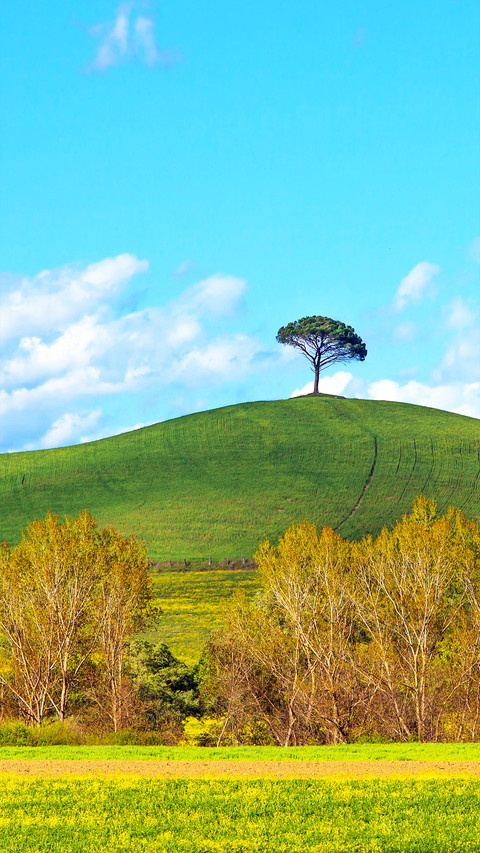 A lonely tree preview