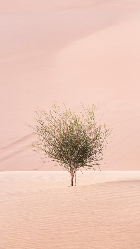 Geometric advantages and disadvantages of desert tree preview