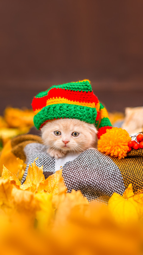 Small lilac kitten with hanging ears with a colorful hat preview
