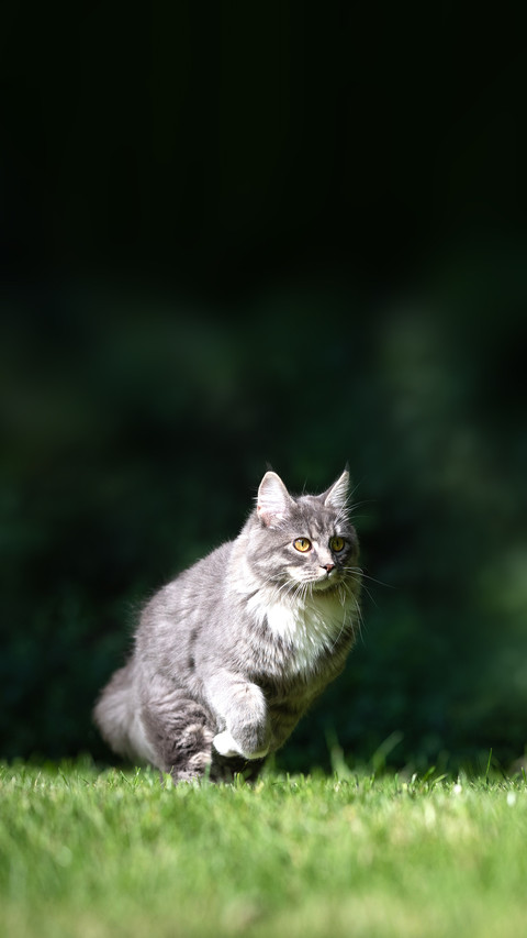Blue tabby maine coon kitten running on grass preview