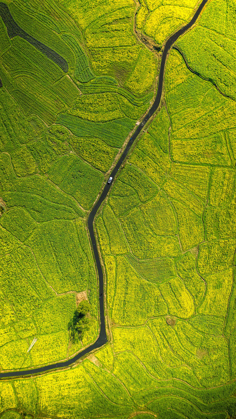 Chinas summer grain harvest 24 preview