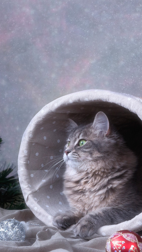 Cute pet-10 preview