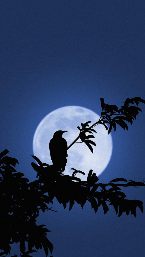 Tree shadow under the moon preview