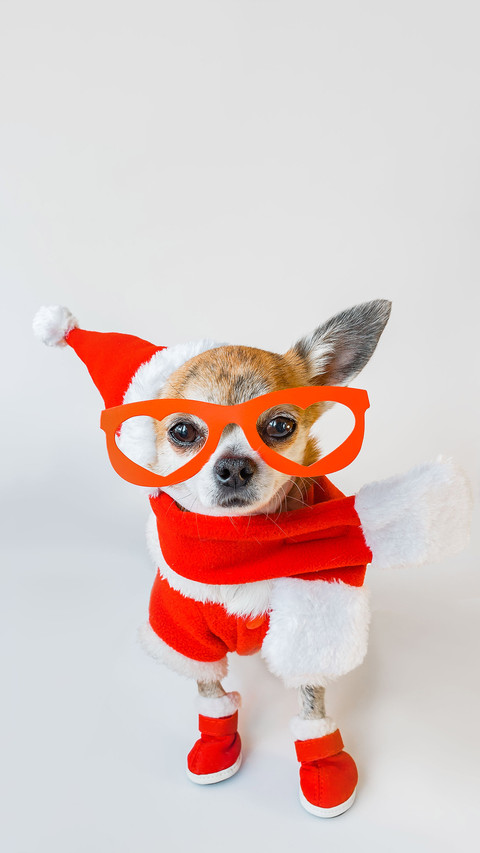 Fifteen year old Chihuahuas birthday 1 preview