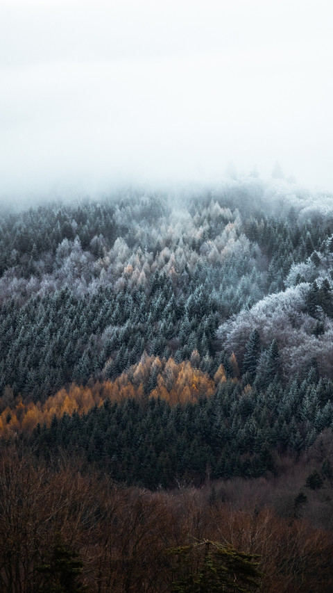 Winter Snowfield preview