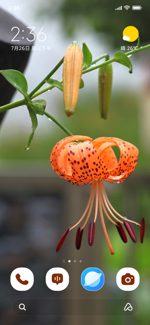 Morning Lily preview