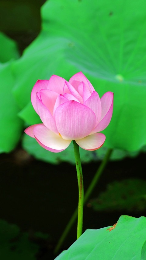 Lotus in summer preview