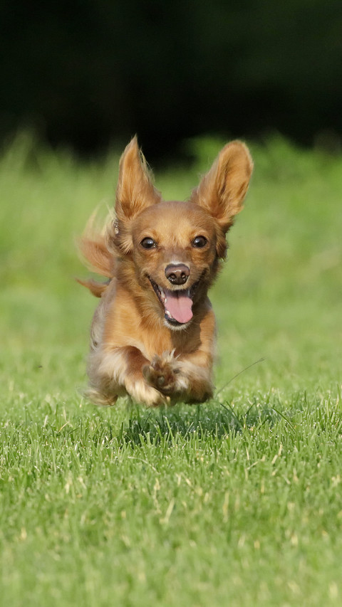 Keeping dogs in high temperature 1 preview