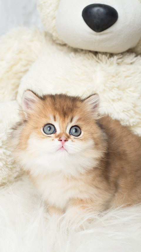 Adorable British Shorthair kitten with teddy bear preview