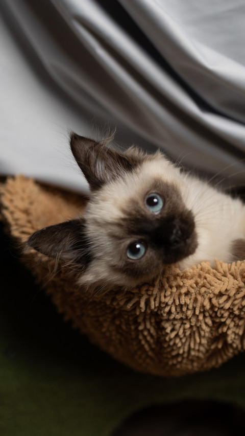 Lying in a hammock preview
