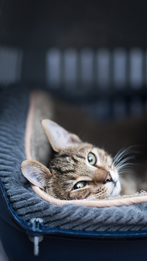 What do cats hate most 8 preview