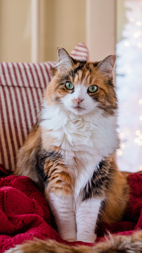 A relaxed cat preview