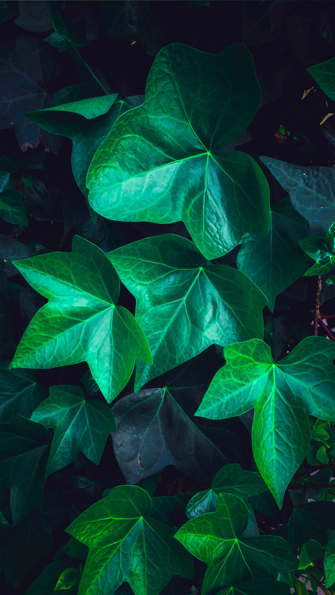 Fresh Green Leaf Wallpaper preview