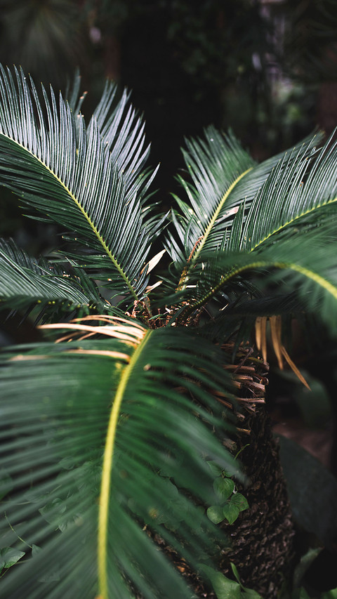 Natural Still Life-PAIXIN preview