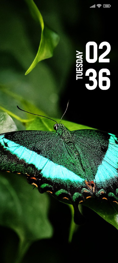 Butterfly preview
