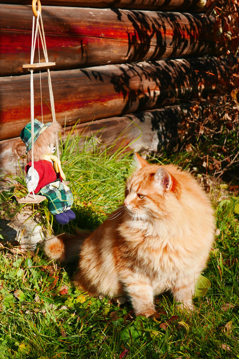 Cat and clown.jpg preview