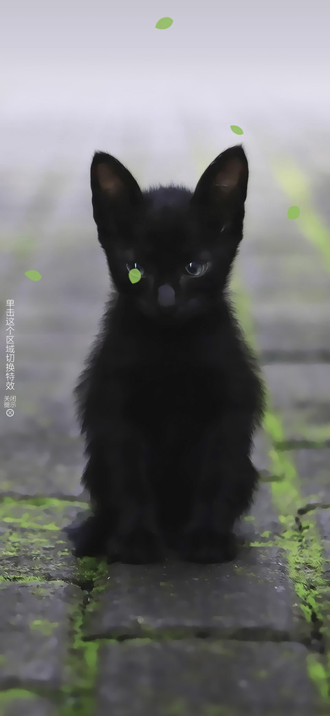 小黑猫 preview