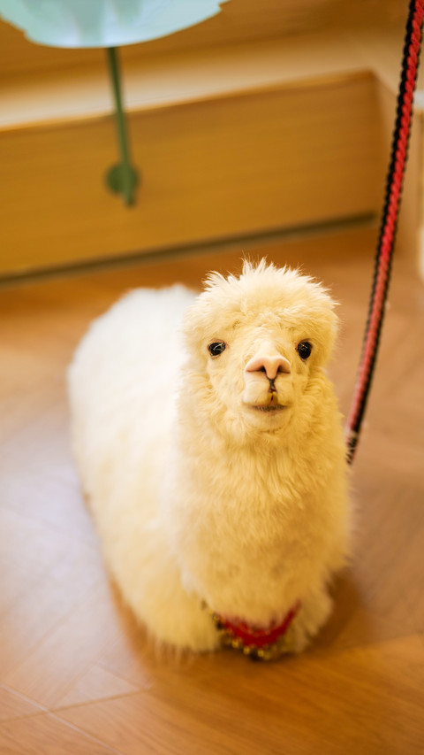 Why is the popular alpaca gradually losing its appeal preview