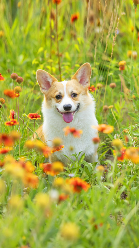 Will dogs get covid19 preview