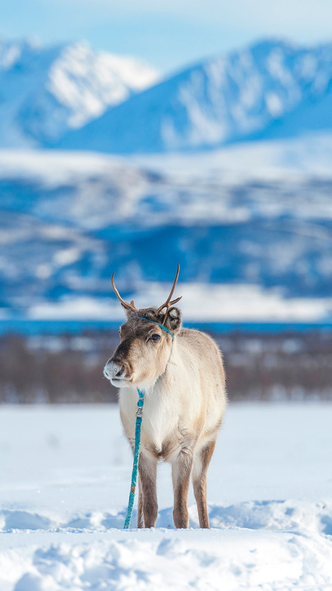 Reindeer in its natural environment in scandinavia preview