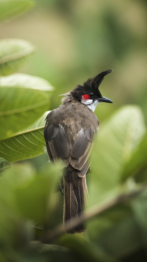 Red-whiskered Bulbul Bird preview