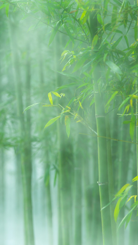 The mist locks the deep shadows of the bamboo preview