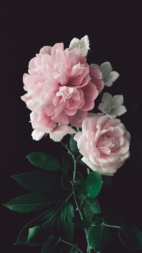 Pink Peony and Pink Rose on a Dark Background preview