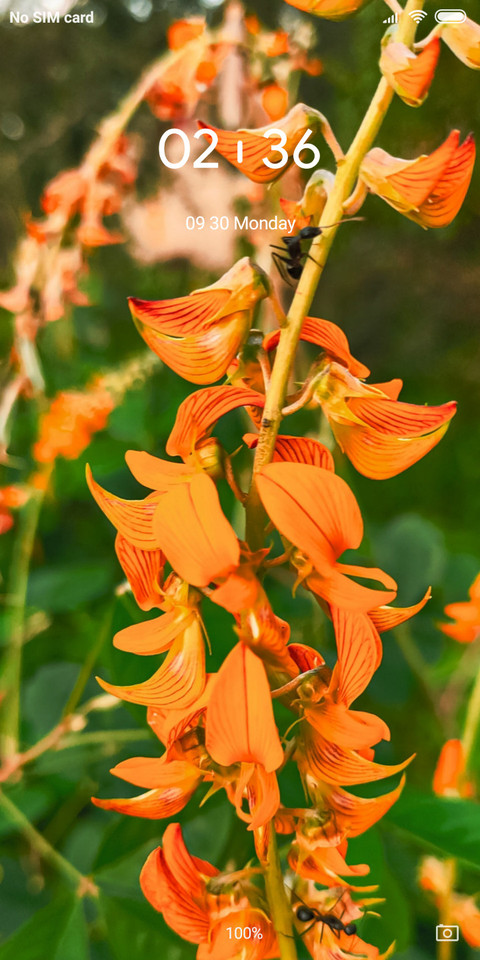 Flora_DWM2 preview