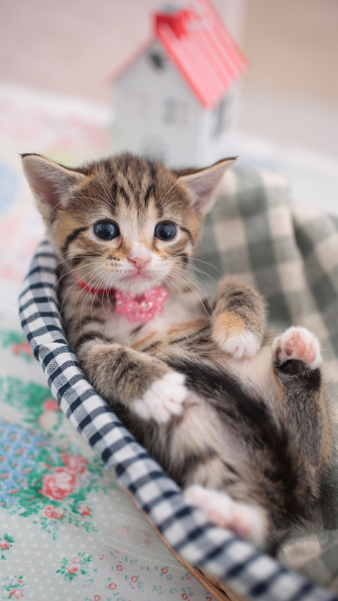 保护爱猫牙齿健康 preview