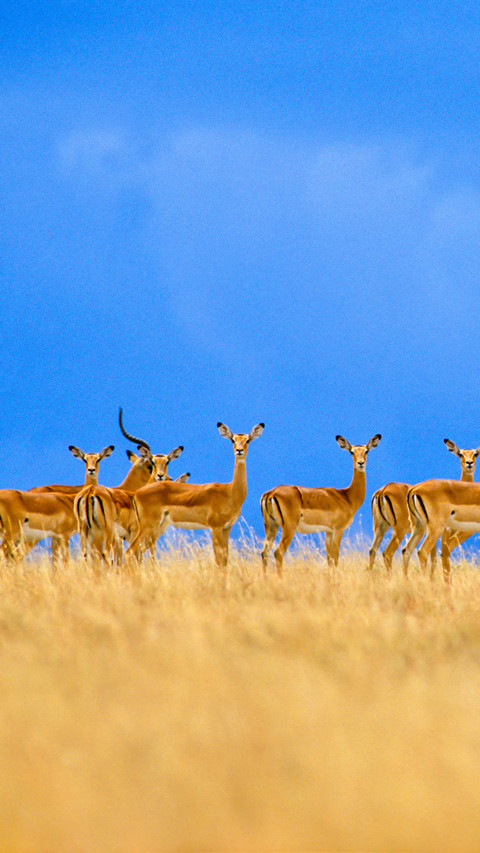 Impalas alarmed aepyceros melampus serengeti national preview