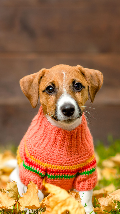 Jack russell terrier puppy wearing warm sweater preview