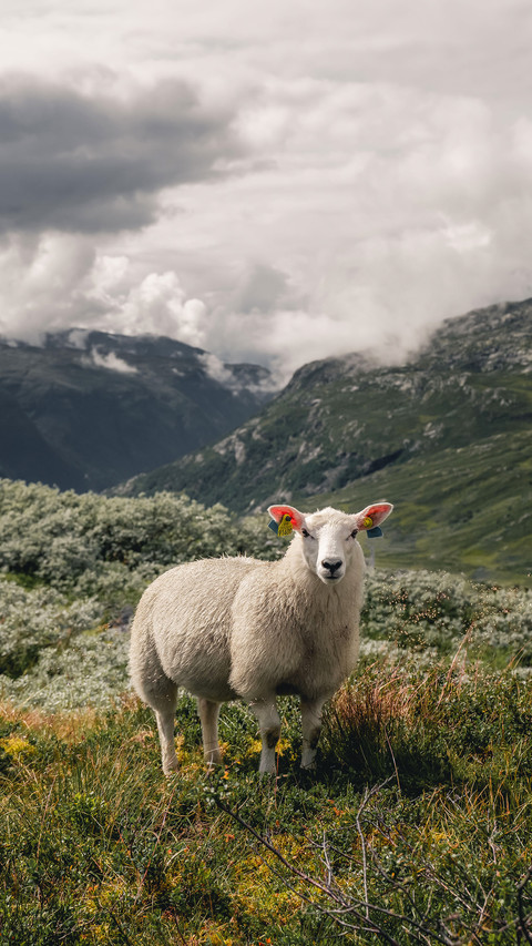 Happy sheep watching straight to camera preview