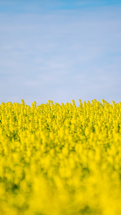 Spring scenery of rapeseed flower field preview