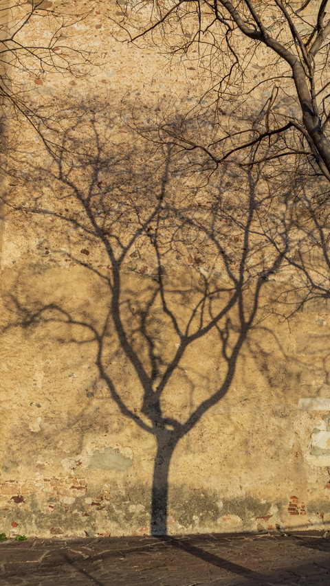The shadows of the trees sway with the wind preview