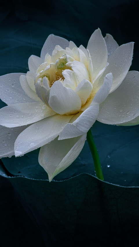 Moonlight over the Lotus Pond preview