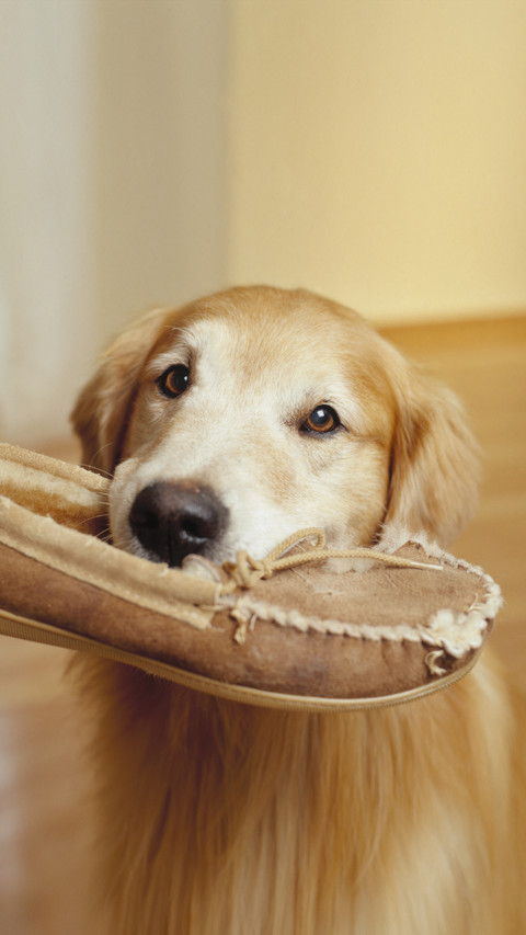 Why Dogs Always Bite Shoes 7 preview
