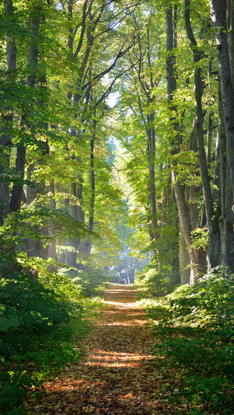 Green forest preview