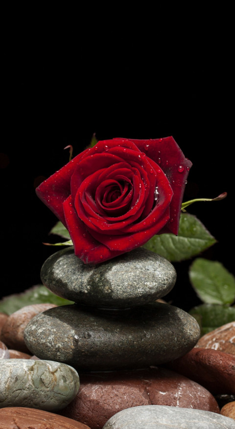 Red Roses (9) preview