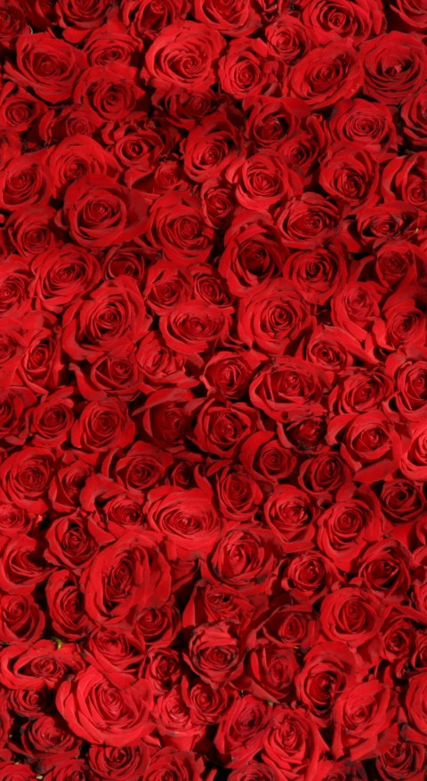 Red Roses (16) preview