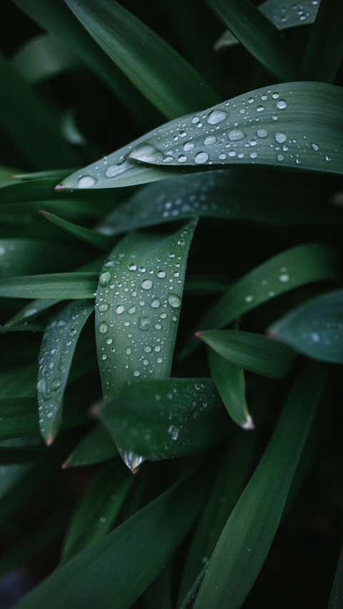 Rain Drops preview