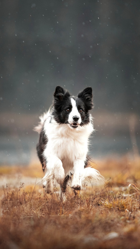 Border collie on a rainy day preview