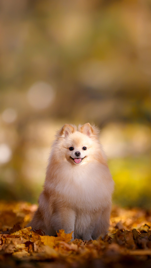 Beautiful Pomeranian Against the Backdrop of Autumn Nature preview