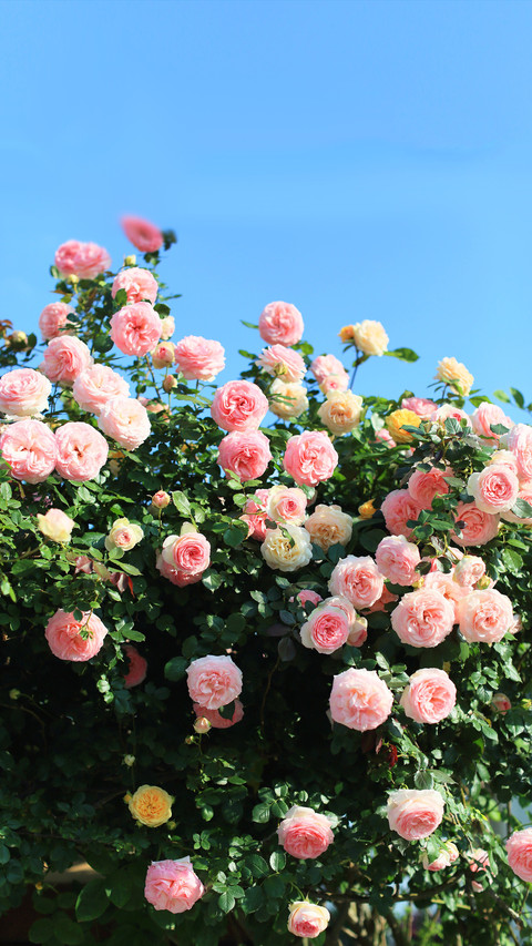 What are the benefits of drinking roses soaked in water preview