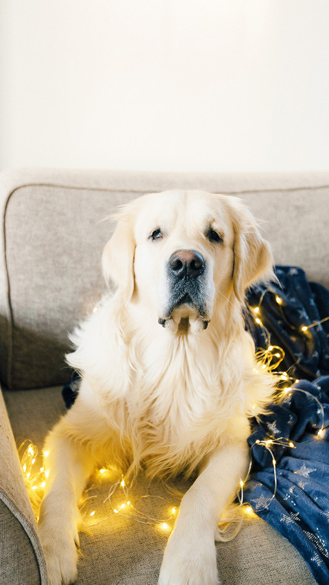 Golden retriever lies on the couch under the covers preview