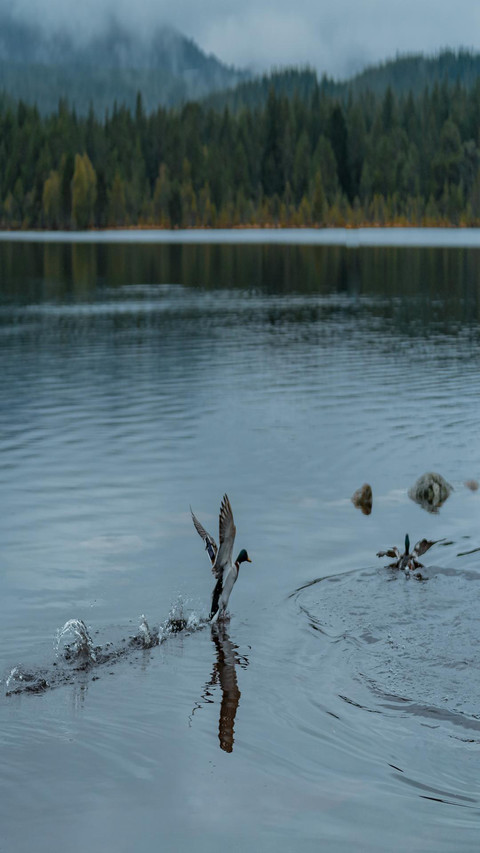 Beautiful lake preview