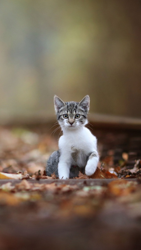 cat2 preview